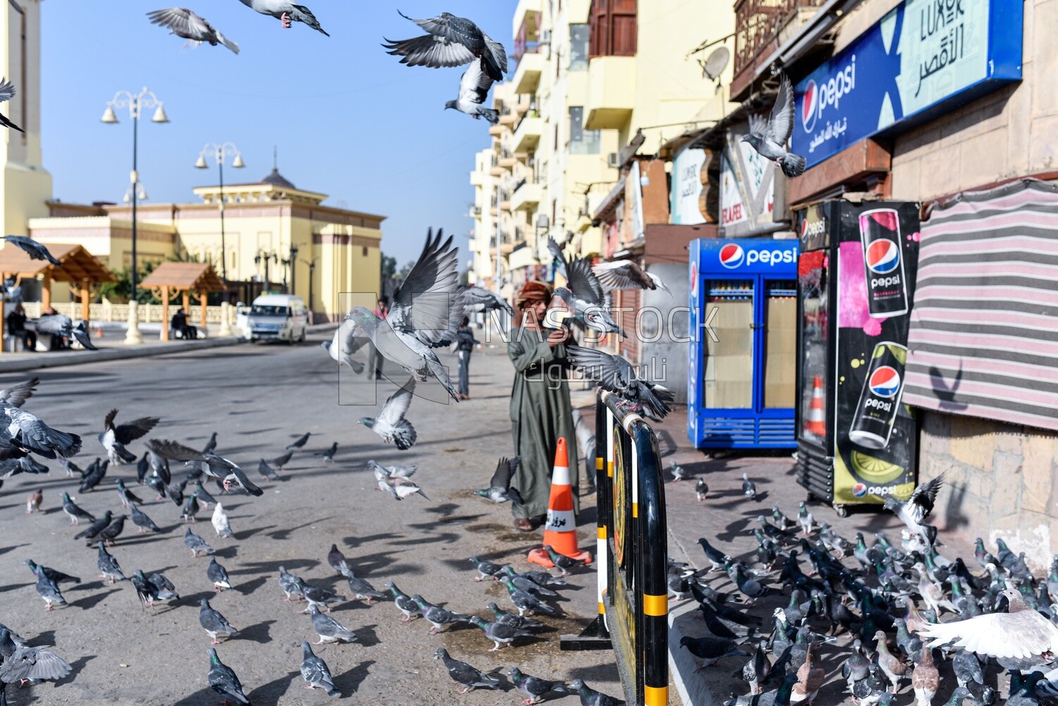 A man takes photos of pigenos