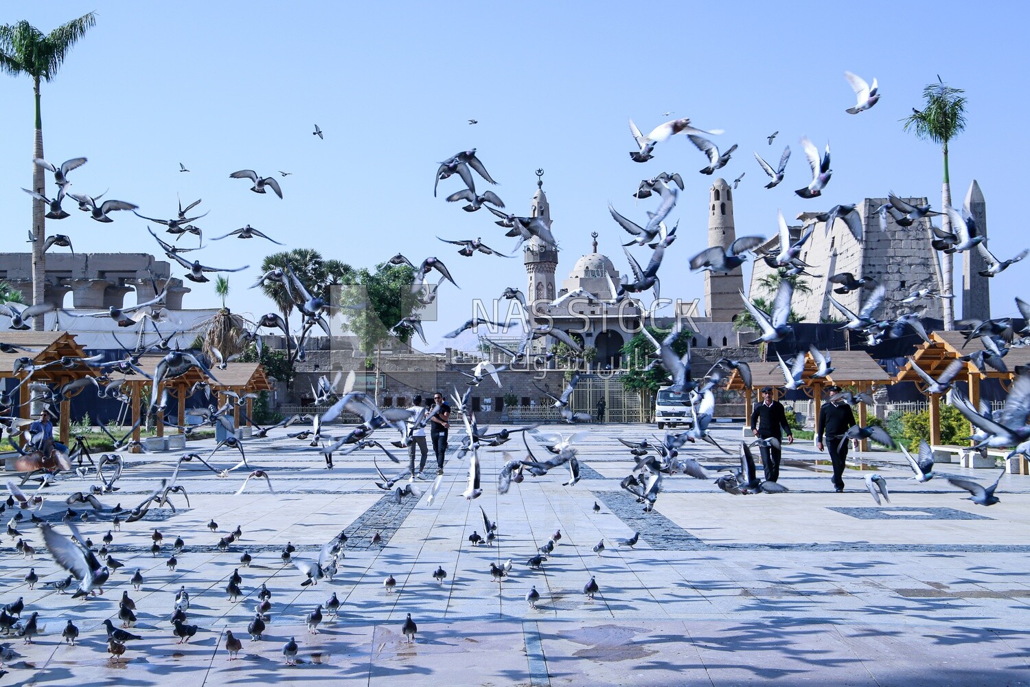 Pigeons at mosque courtyard