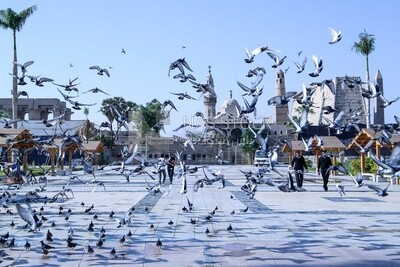 Pigeons at mosque courtyard