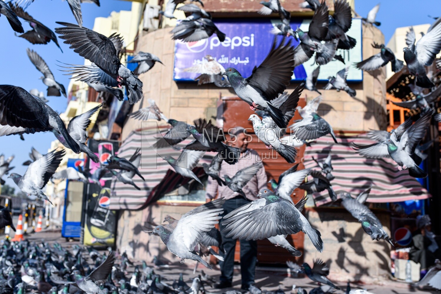 Pigeons at mosque courtyard