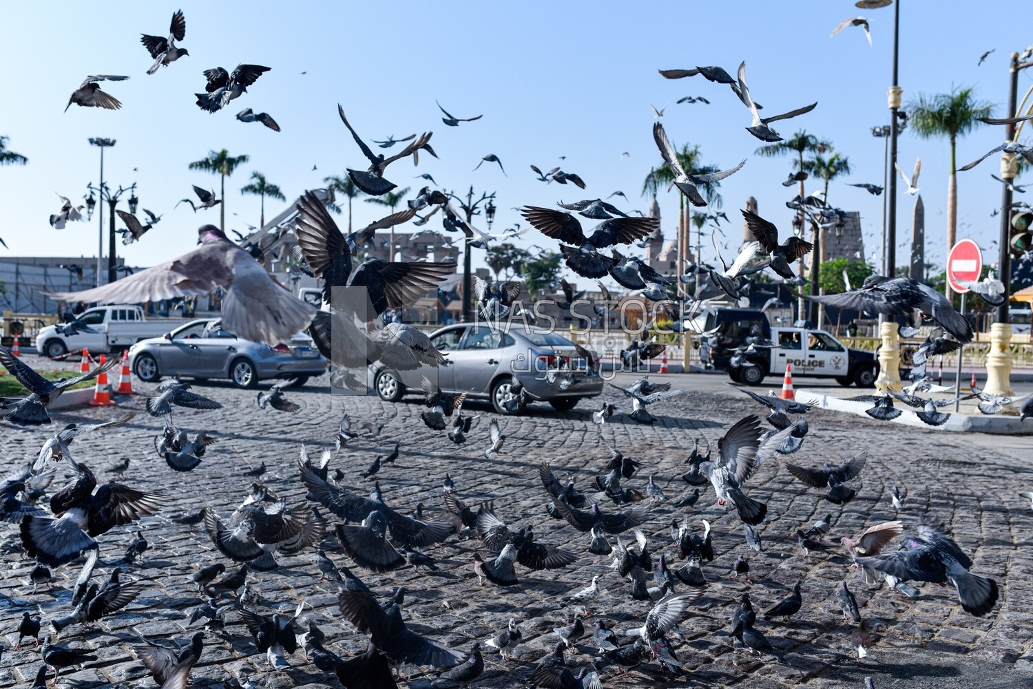 Pigeons at mosque courtyard