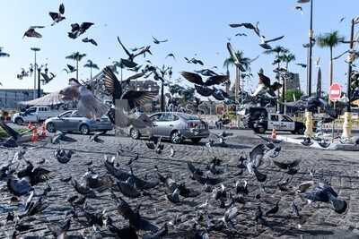 Pigeons at mosque courtyard