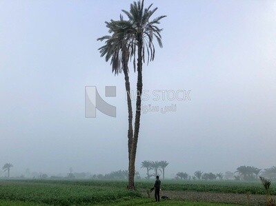 Large palm tree