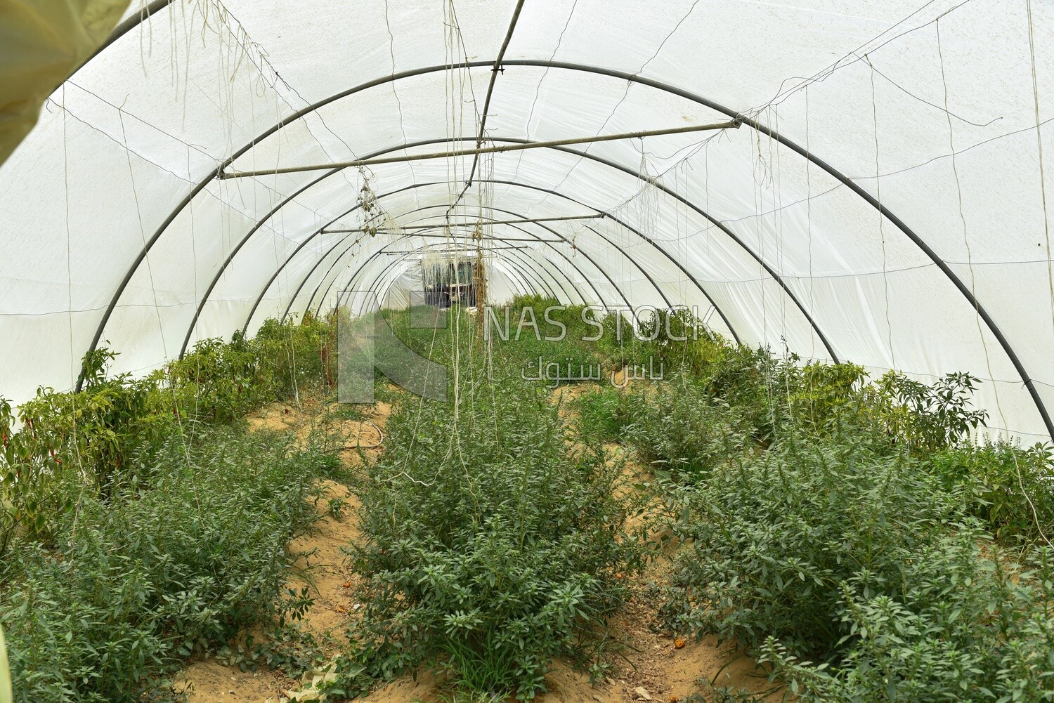 Artificial greenhouse