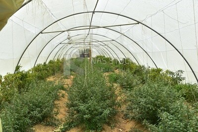Artificial greenhouse