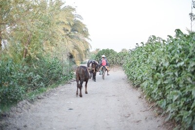 Egyptian farmer leads a herd of cows