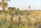 Field of fruiting onion plants