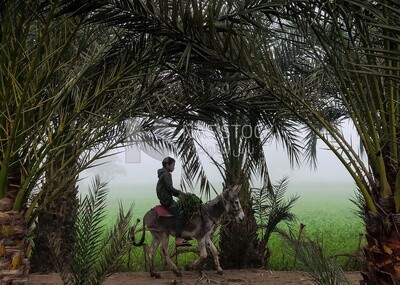 Young boy riding a donkey
