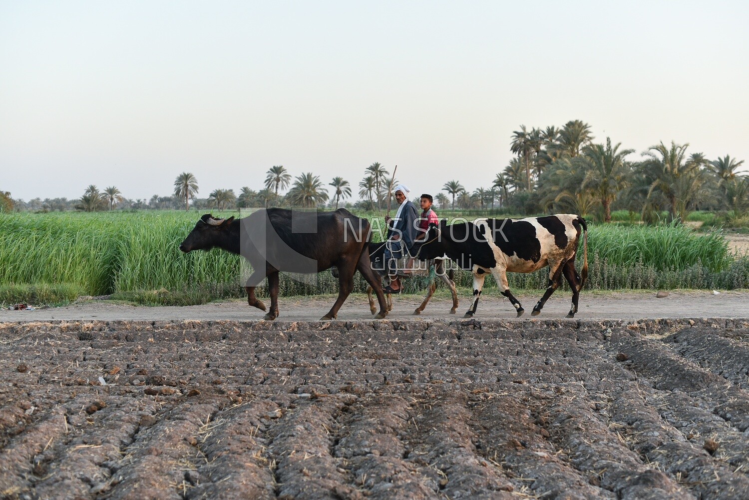 Egyptian farmer riding a donkey