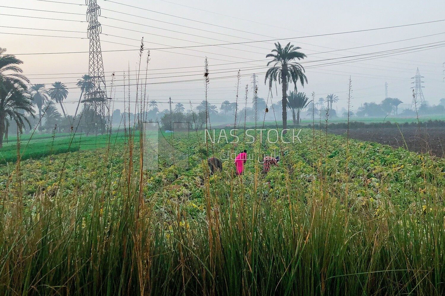 Egyptian agricultural land