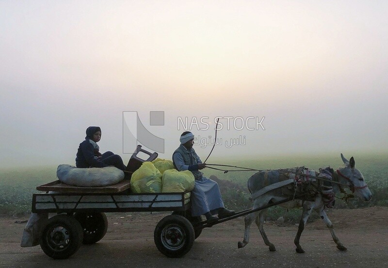 Egyptian farmer rides a donkey cart