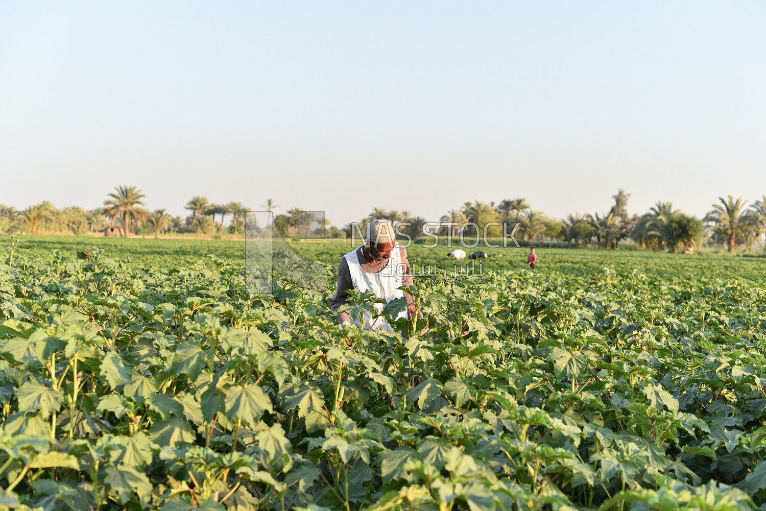Egyptian farmer