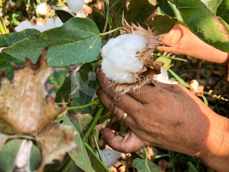 woman harvesting Egyptian cotton