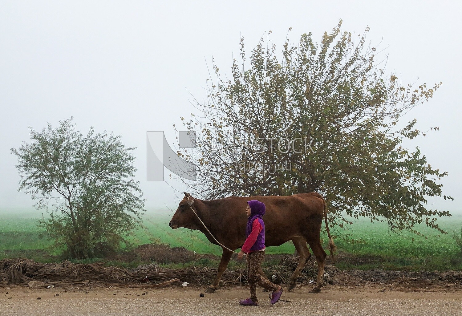 Young girl grazes a brown cow