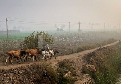 Farmer grazing his sheep