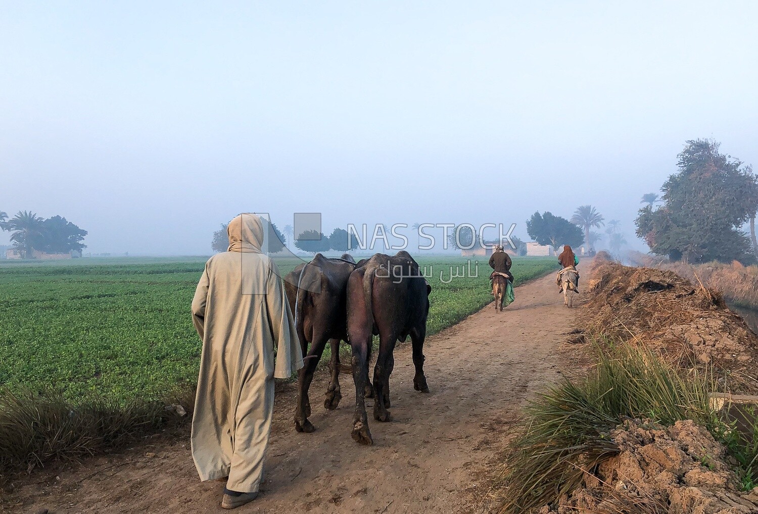 Egyptian countryside