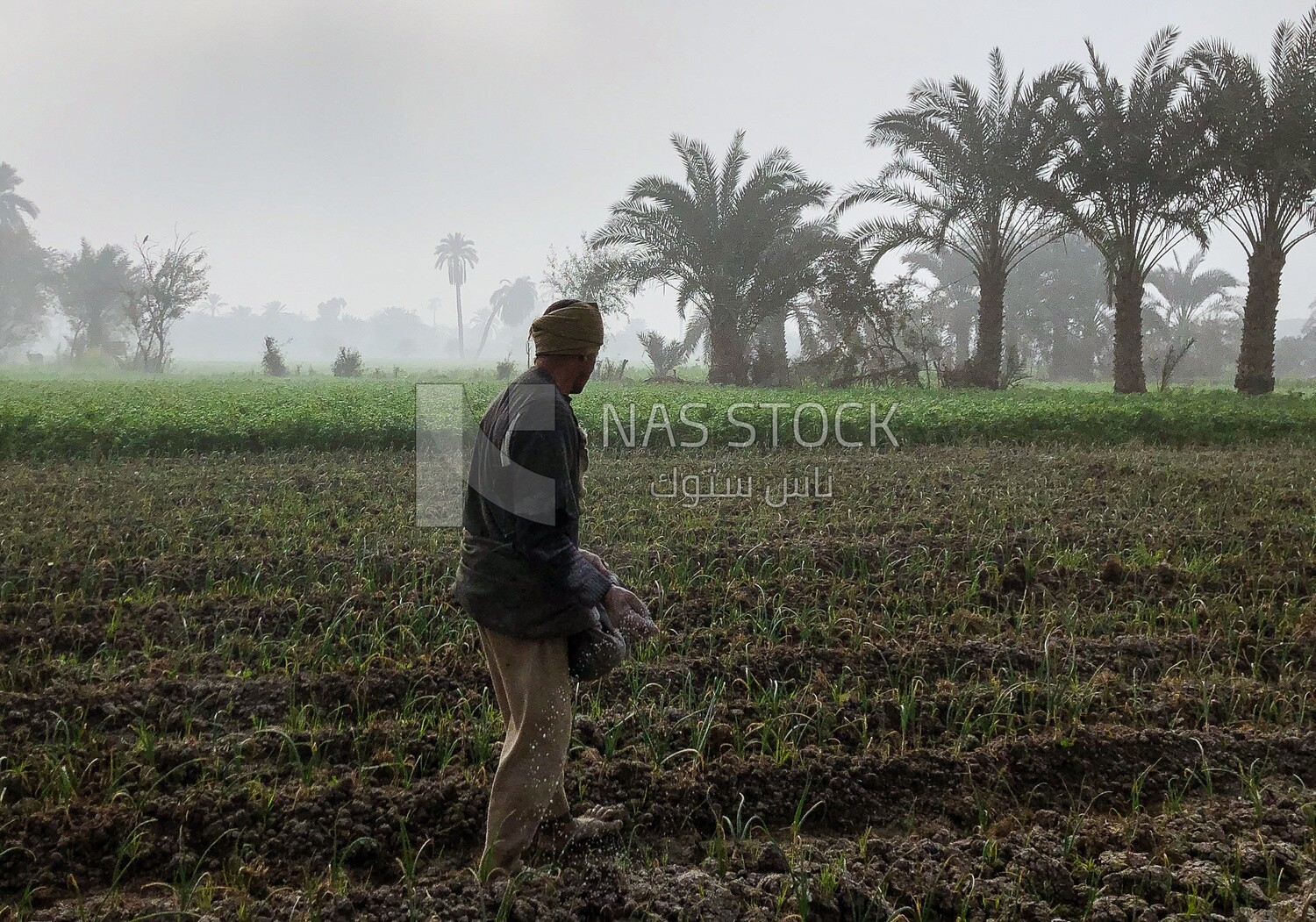 Egyptian farmer throwing grains in field