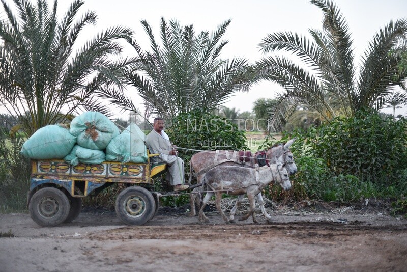 Egyptian farmer rides a cart pulled by donkeys