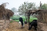 أرض زراعية مصرية بها مواشي ومزارعون في ريف مصر