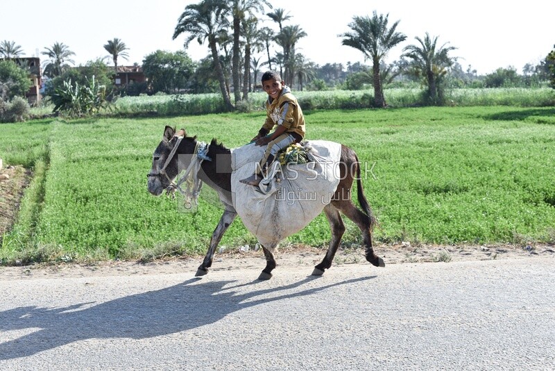 Young Egyptian boy rides a donkey