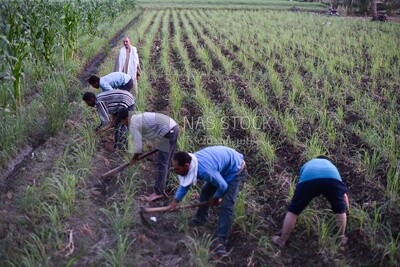 Group of Egyptian farmers