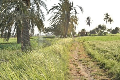 Green agricultural land
