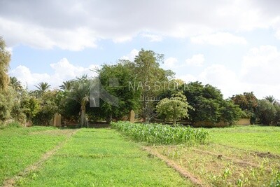 Egyptian agricultural field