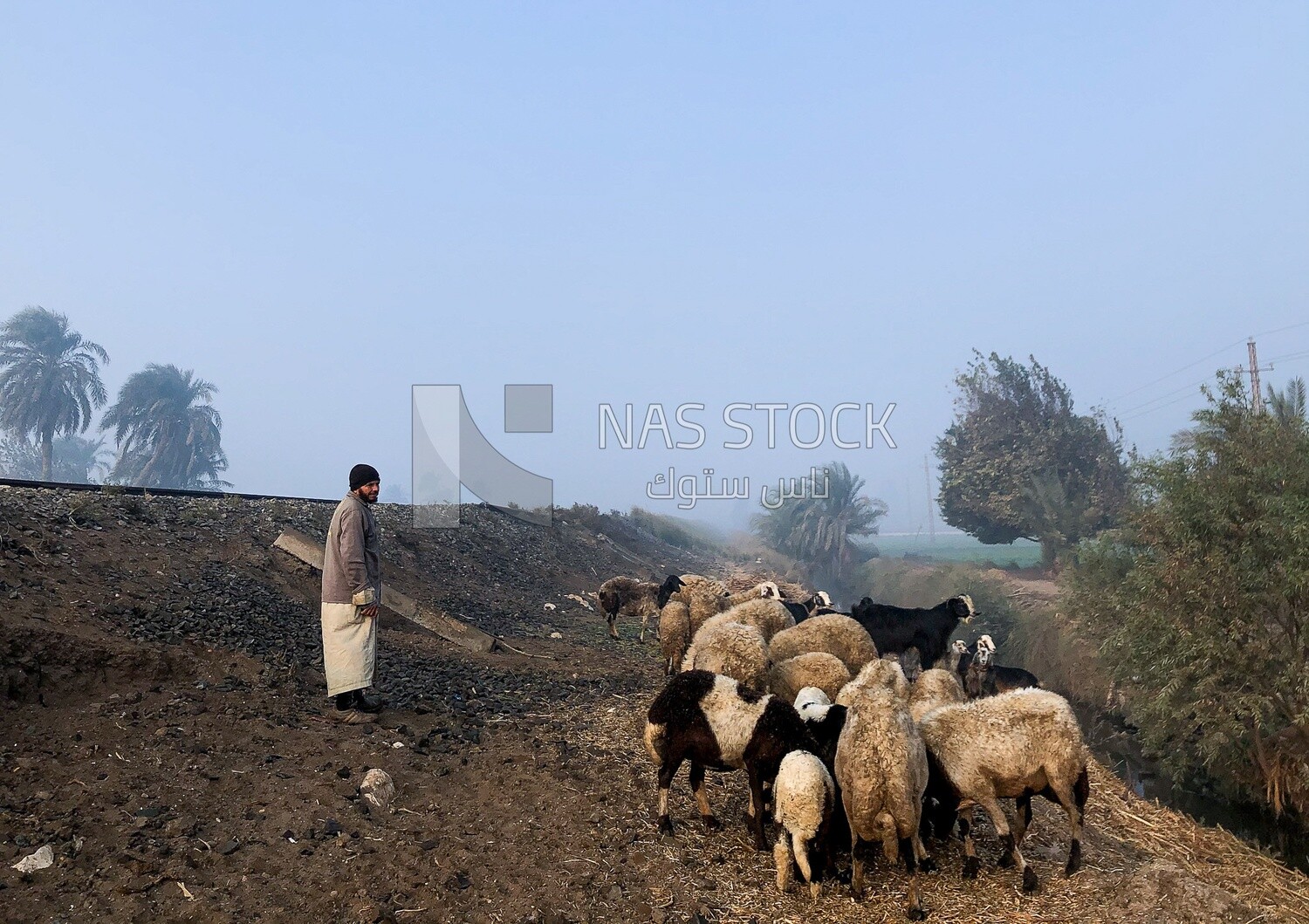 A shepherd tending his sheep, the Egyptian countryside