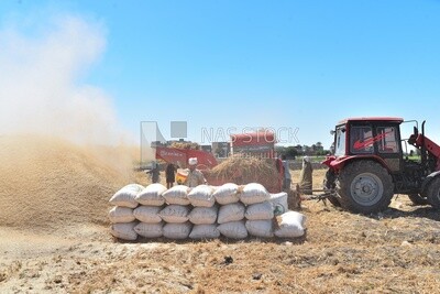 Harvesting wheat