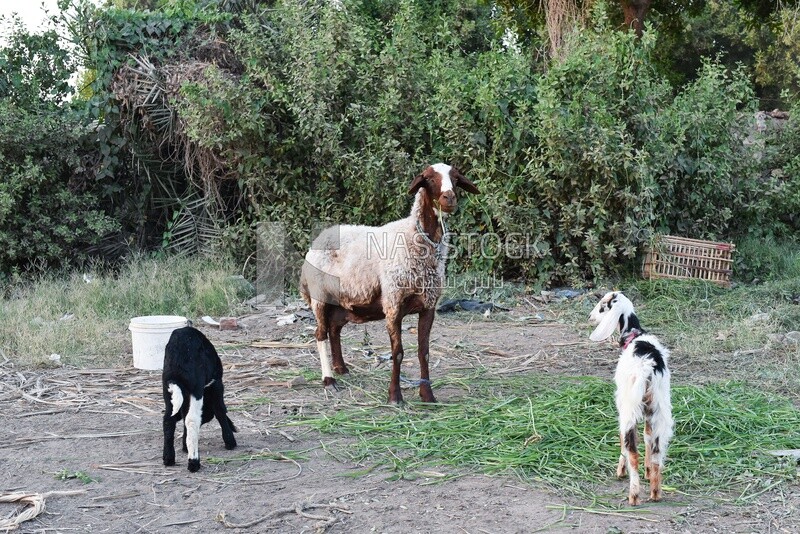 Group of goats in the field
