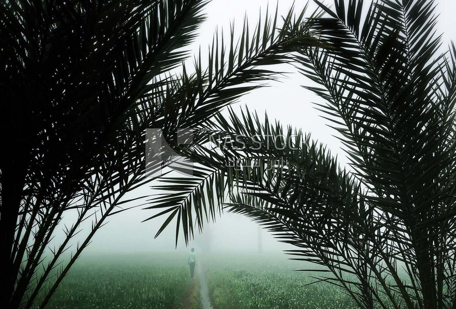 Landscape of trees with agricultural land in Egypt