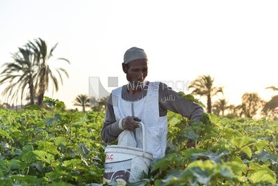 Egyptian farmer harvesting a field