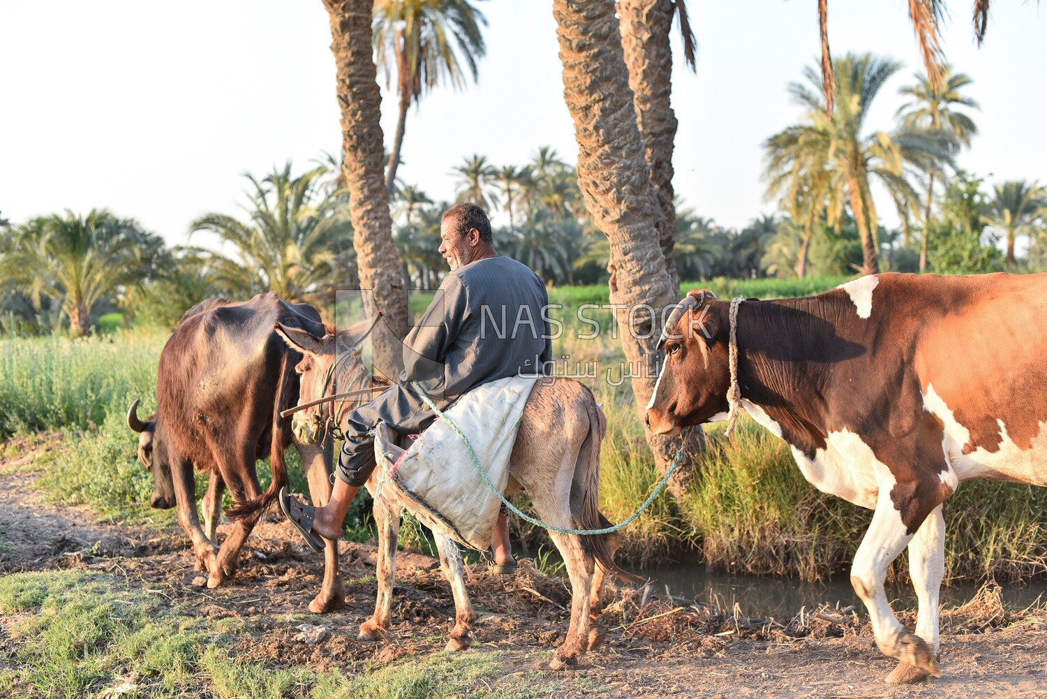 Egyptian farmer walking with cows