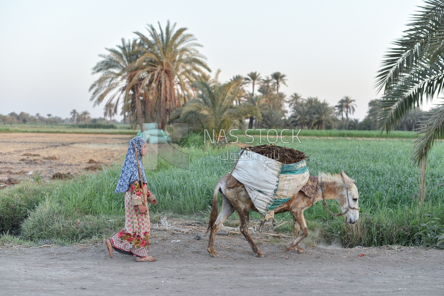 Girl walks with her donkey