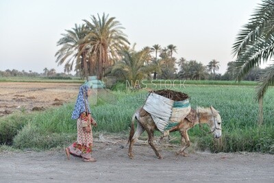 Girl walks with her donkey