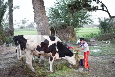 Child feeding cows