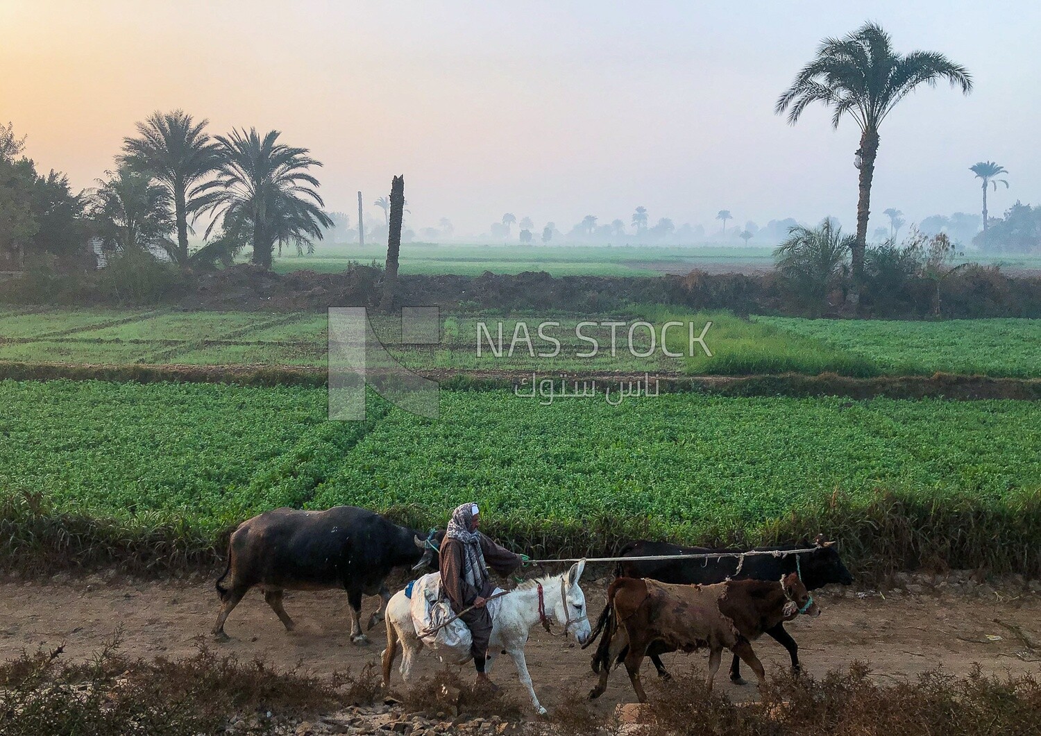 Egyptian countryside