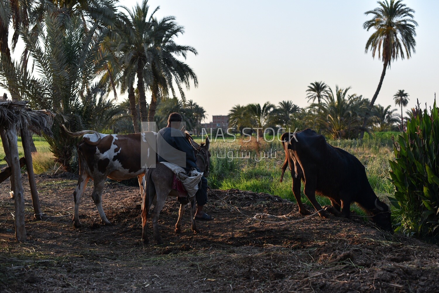 Group of cows being cared