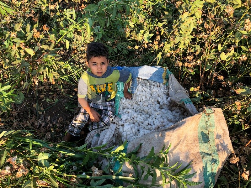 Young boy helps his farmer father harvest the cotton crop