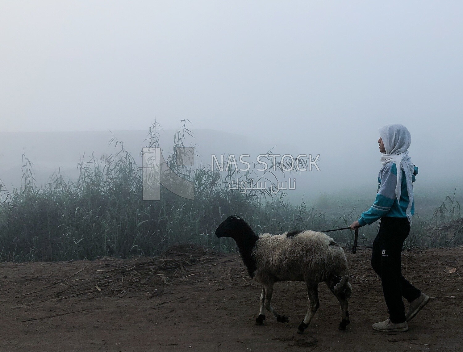 Young farmer walking with a sheep