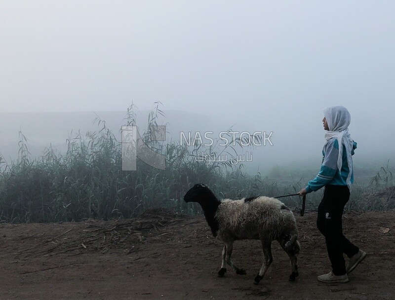 Young farmer walking with a sheep