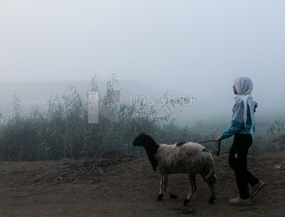 Young farmer walking with a sheep