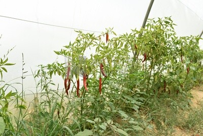 Industrial greenhouse for red pepper