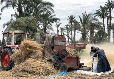Group of Egyptian farmers