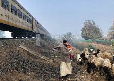 Shepherd tending his sheep