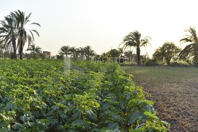 Green landscape