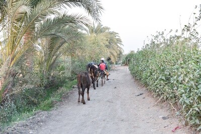 Egyptian farmer leads a herd of cows
