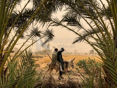 Two Egyptian peasants ride a donkey