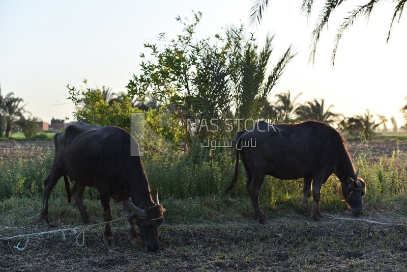 Two cows eating from agricultural land