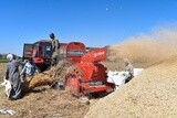 Wheat harvesting machine